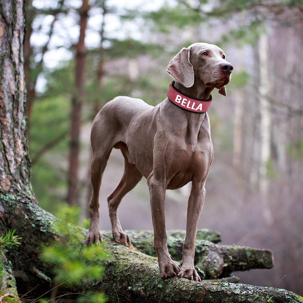 Personalized PU Leather Dog Collar – Wide Padded ID Name Collar🐾